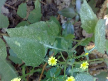 Asteracea nei boschi di Ariccia - Lapsana communis